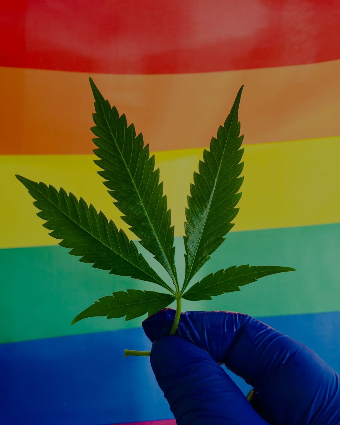 5 pro-cannabis LGBTQ activists you need to know