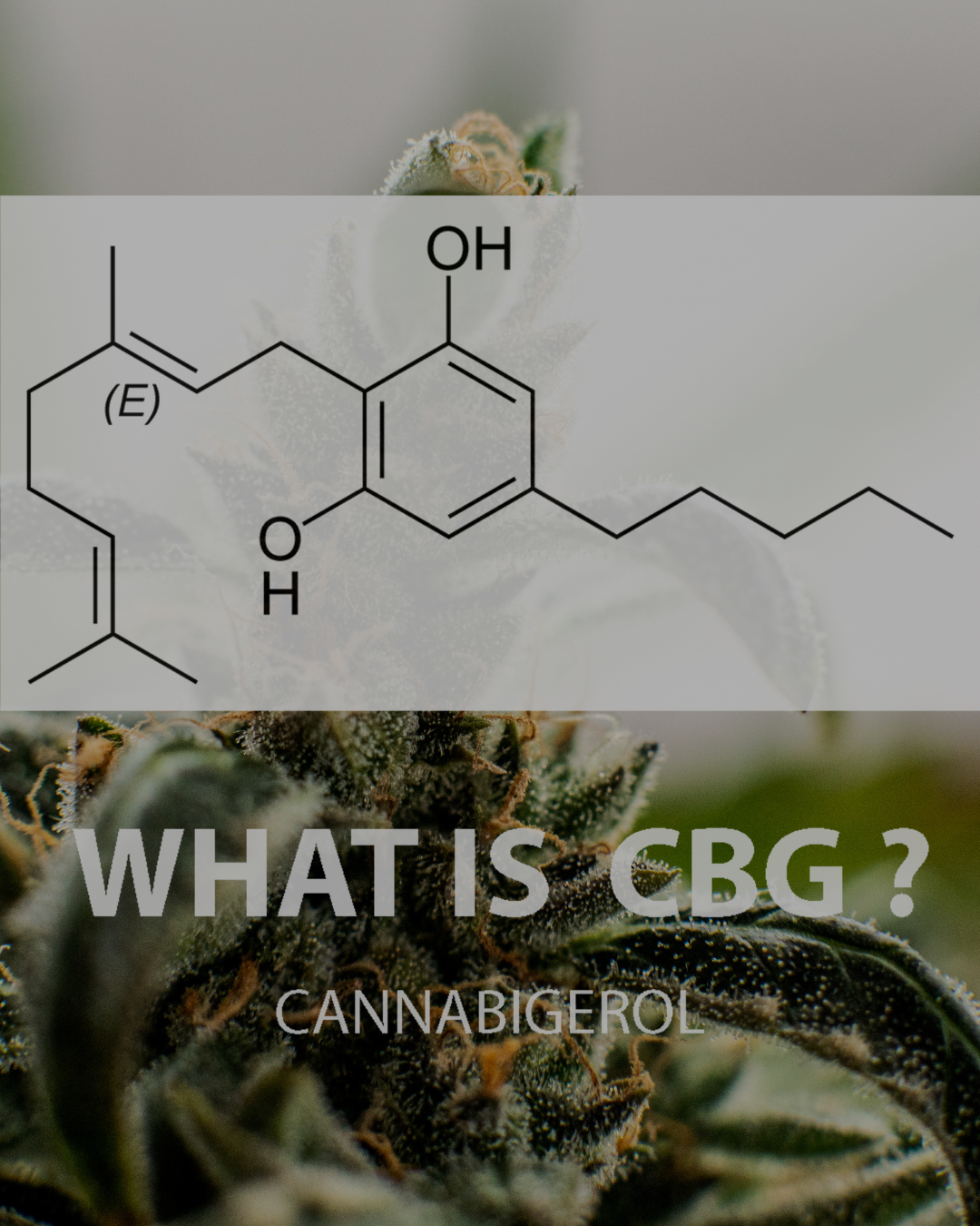 CBD vs CBG: Understanding the Key Differences and Benefits