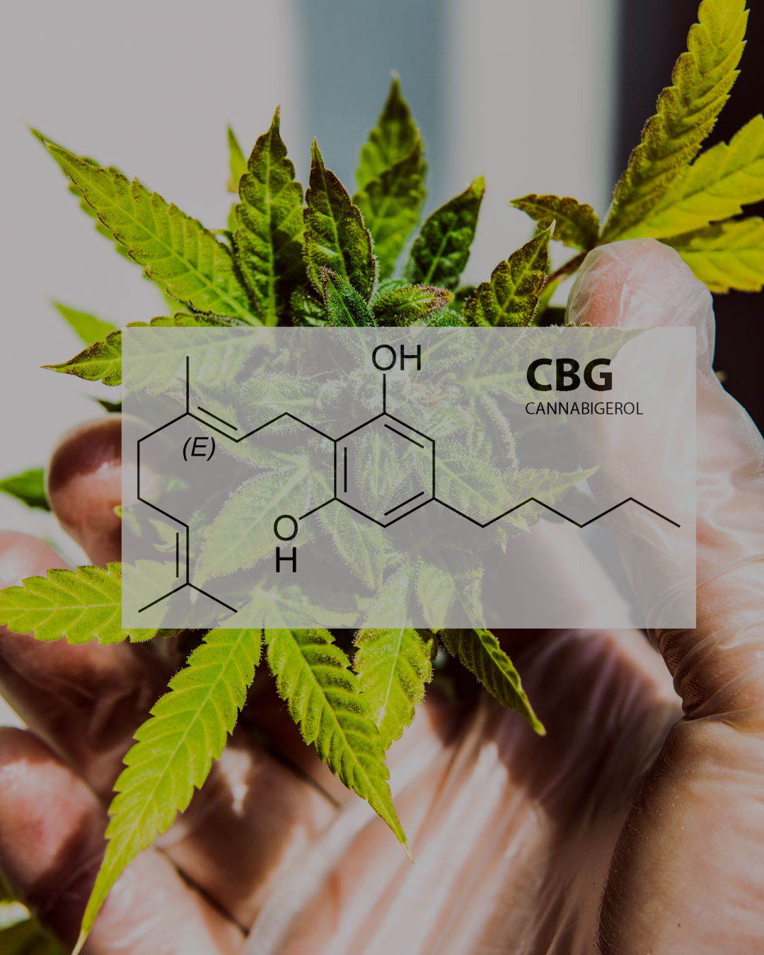 Chemical Structure of CBG for blog CBG vs CBGA