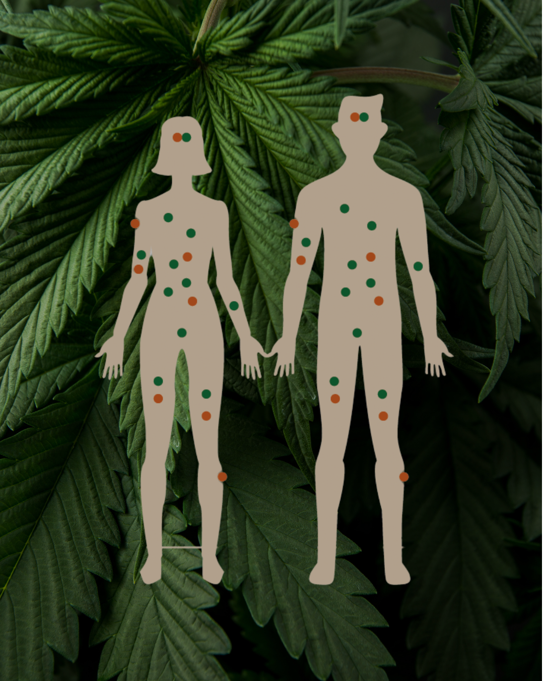 How cannabis interacts with our Endocannabinoid System