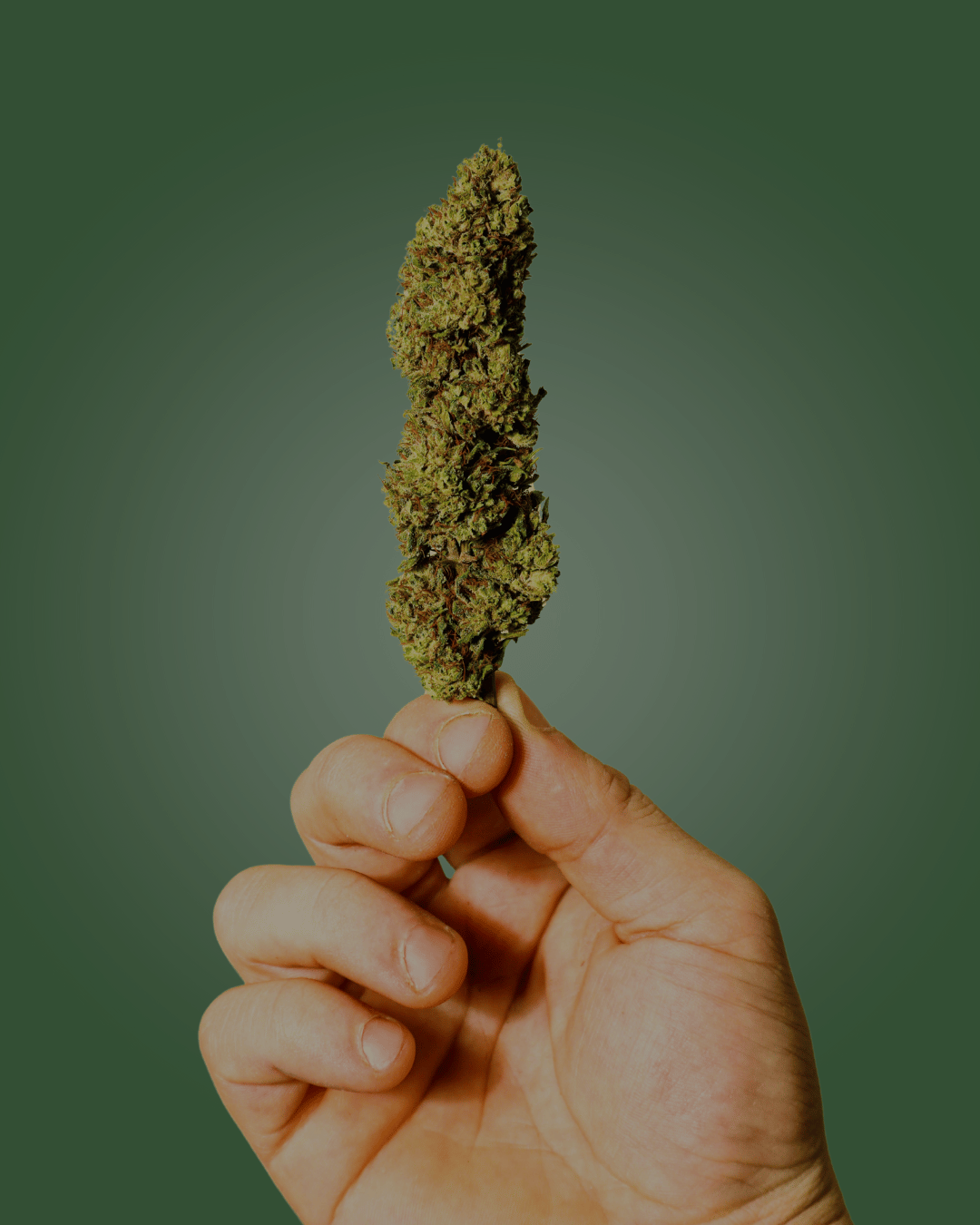 Top States for Cannabis Careers in 2025