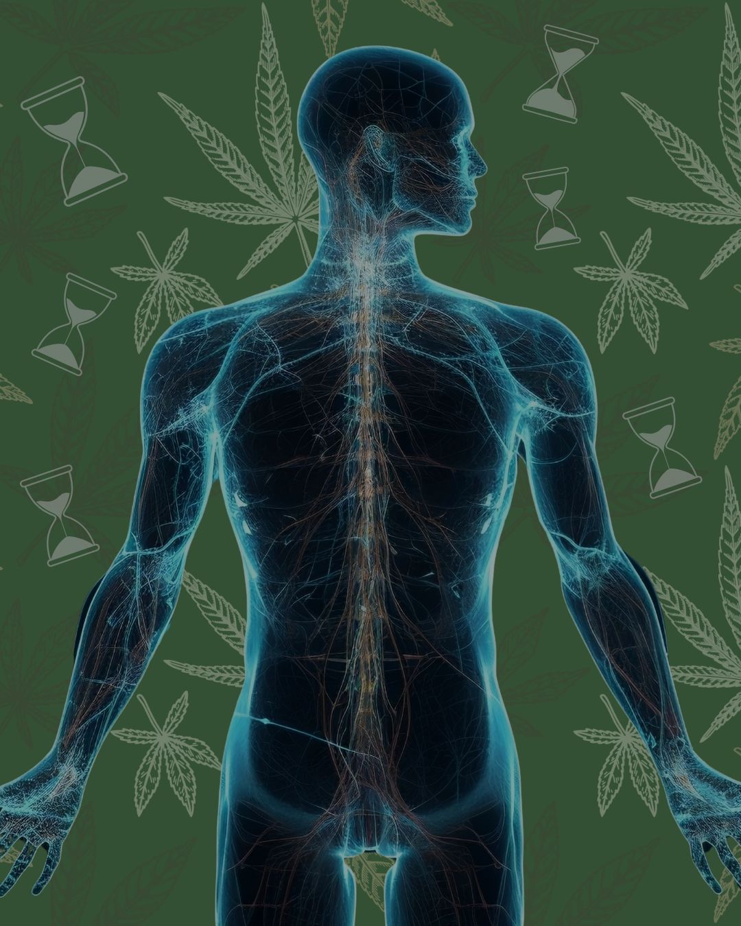How long does cannabis stay in your system