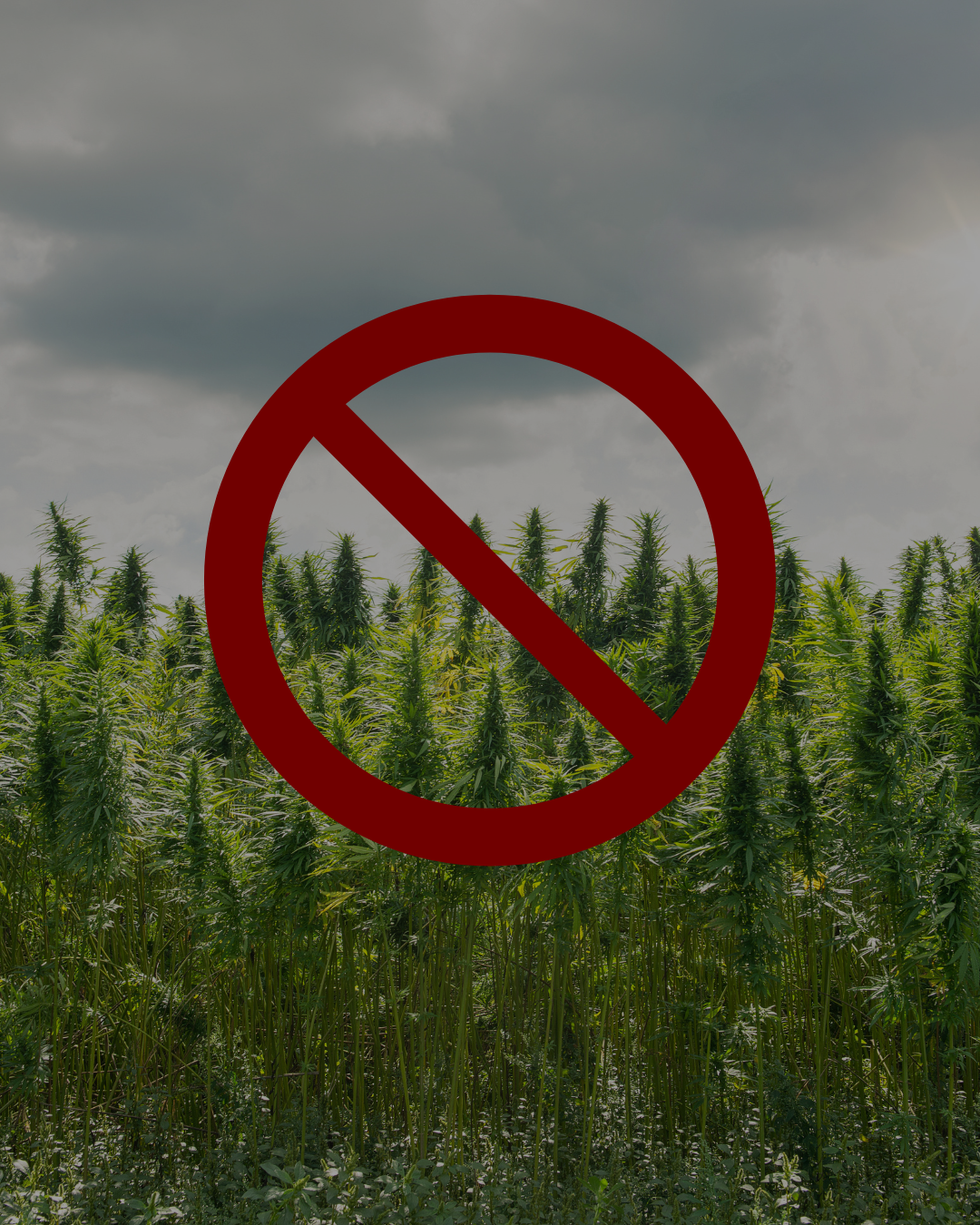Trump's Hemp THC Ban 2025