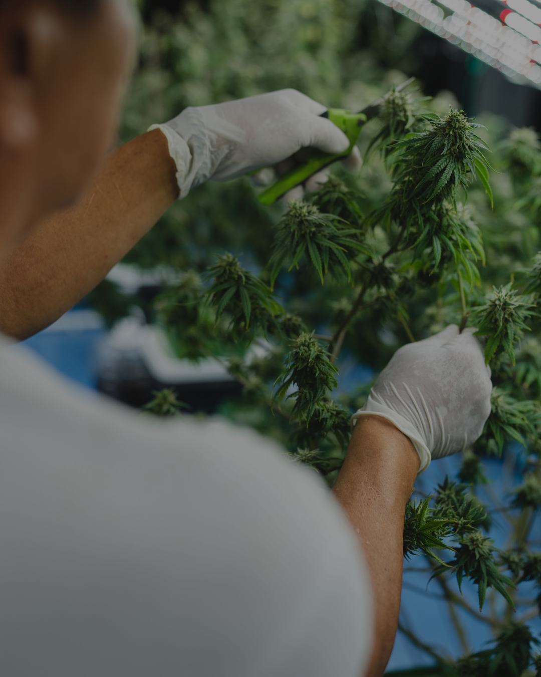 cannabis industry updates 2026